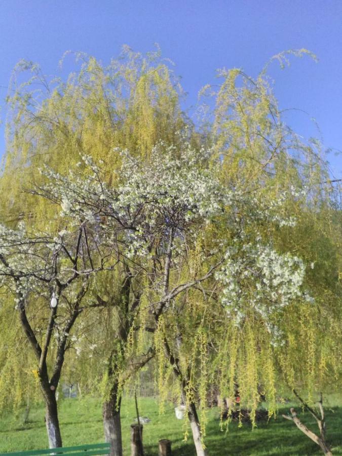 Cottage Poe Poienari 外观 照片
