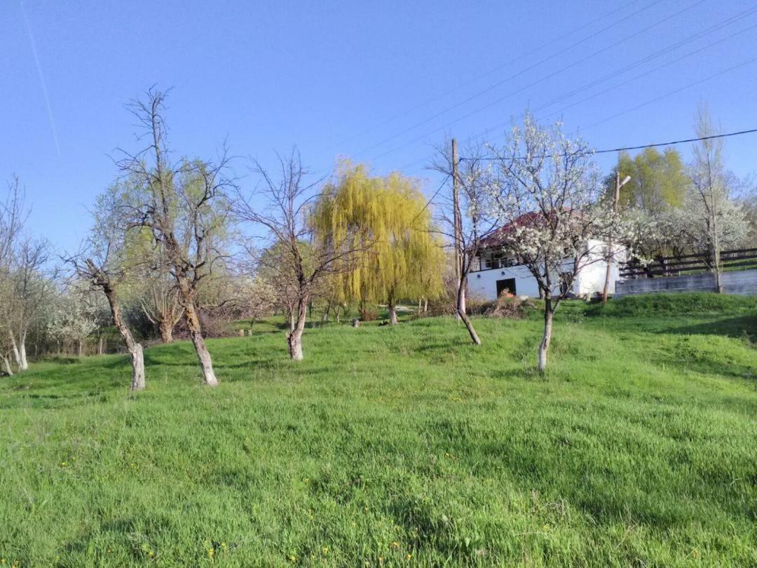 Cottage Poe Poienari 外观 照片